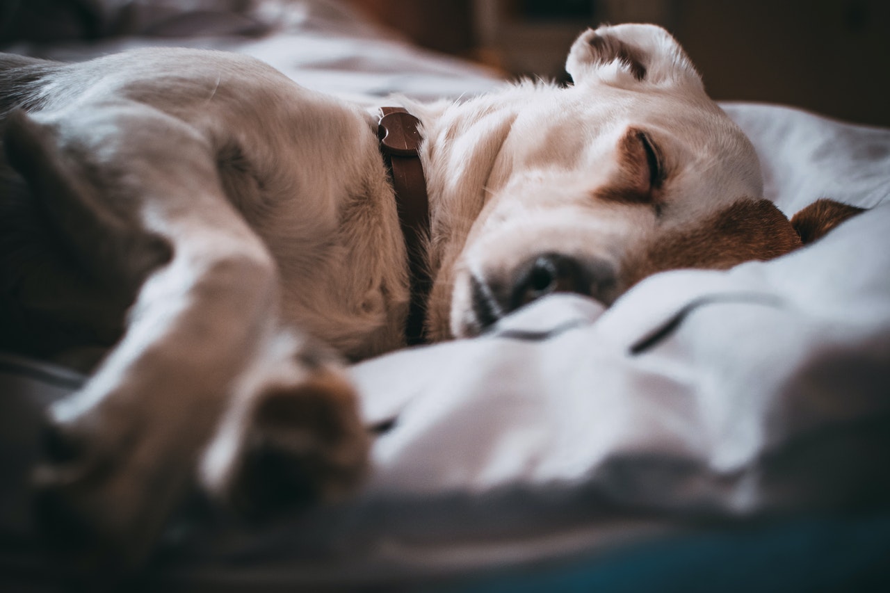 Uno dei sintomi della giardia nei cani è l'apatia, la letargia e l'affaticamento, causati dall'esaurimento del corpo.